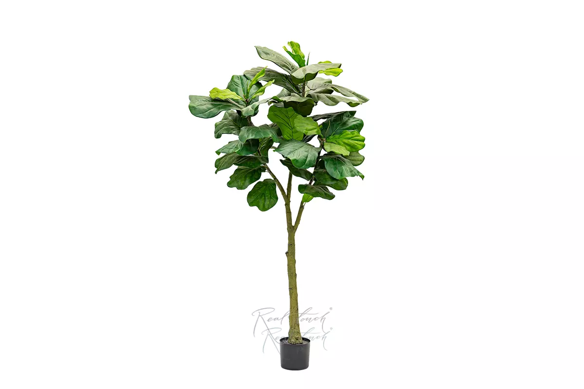 Фикус Лирата Columnaris 180см - Зеленый