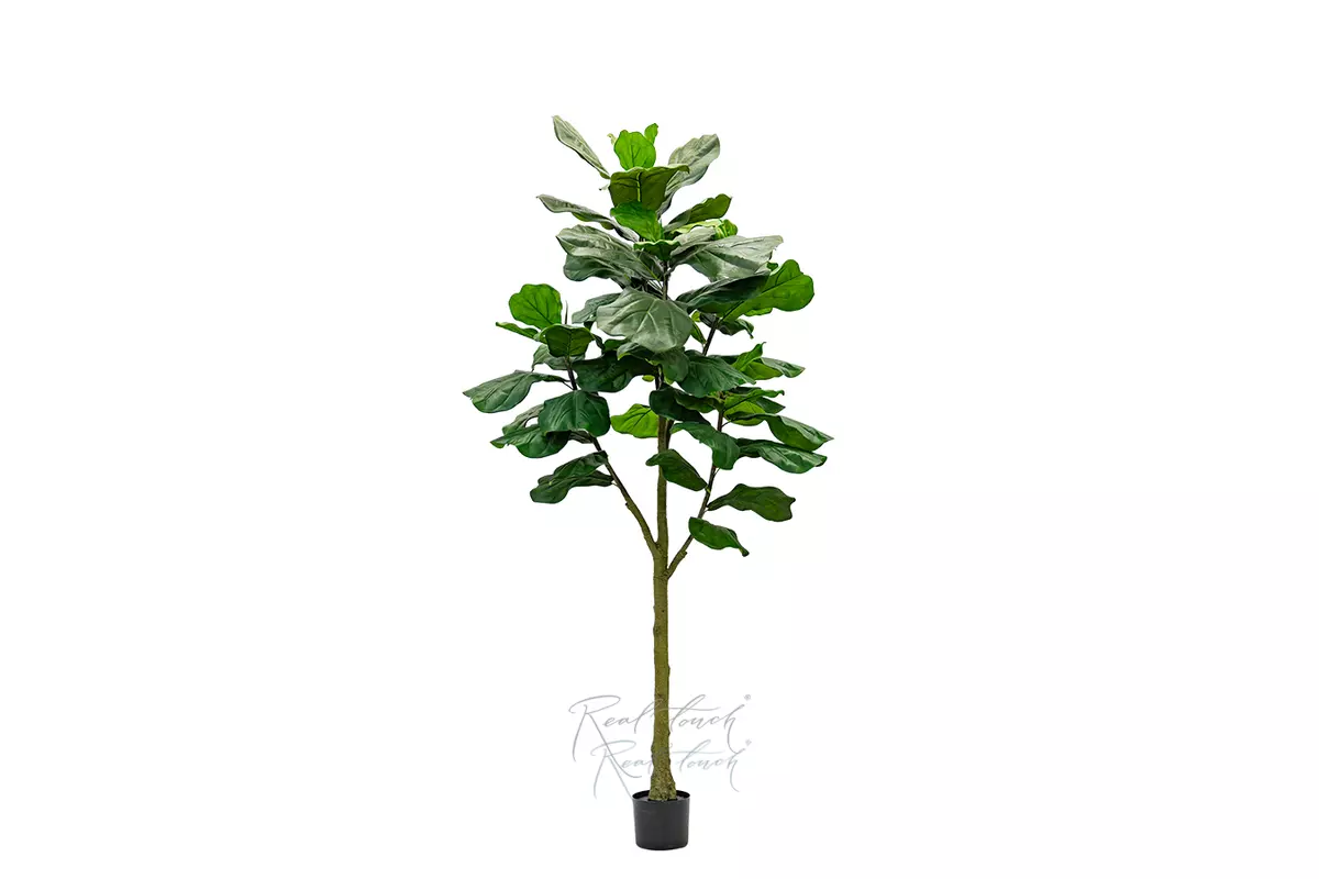Фикус Лирата Columnaris 210см - Зеленый