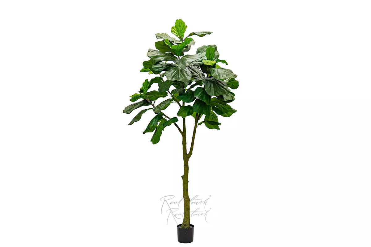 Фикус Лирата Columnaris 240см - Зеленый