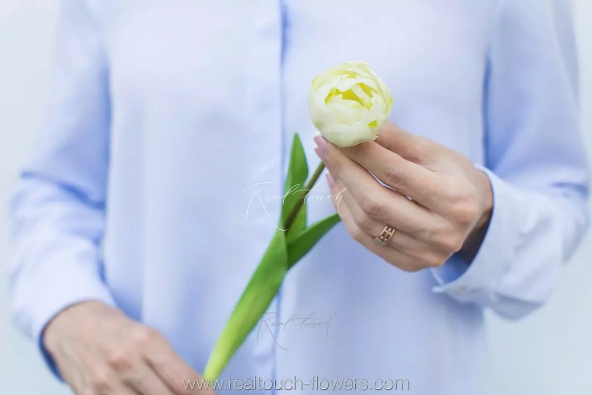 Тюльпан открытый - Белый