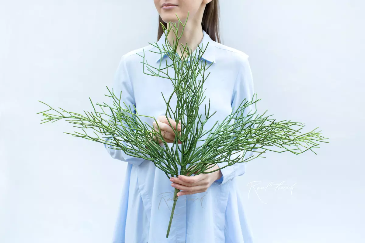 Куст рипсалиса средний вид 1 - Зеленый