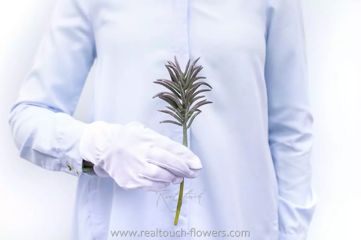 Суккулент Седум Блу Форест - Пыльно-розовый Суккулент Седум Блу Форест - Пыльно-розовый