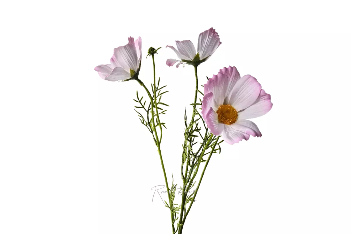 Космея 50 см - Светло-фиолетовый